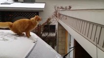Un Chat qui se ridiculise en essayant de sauter sur le toit! FAIL dans la neige!