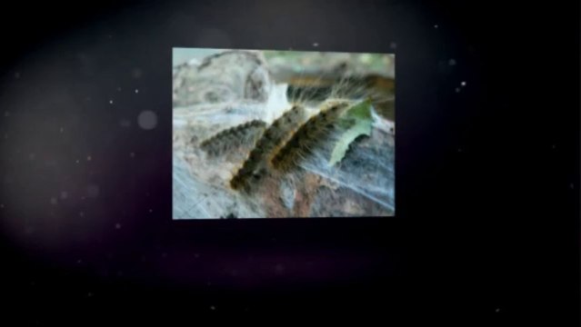 247 Pest Control Service - Total Pest Management