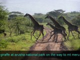 African safari tours | Climb mount meru | Plan your African Safari