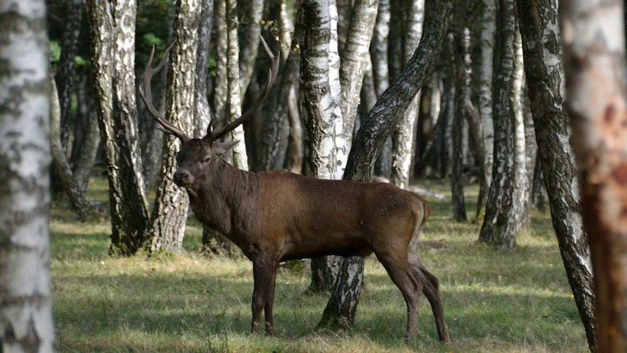 Brame du cerf