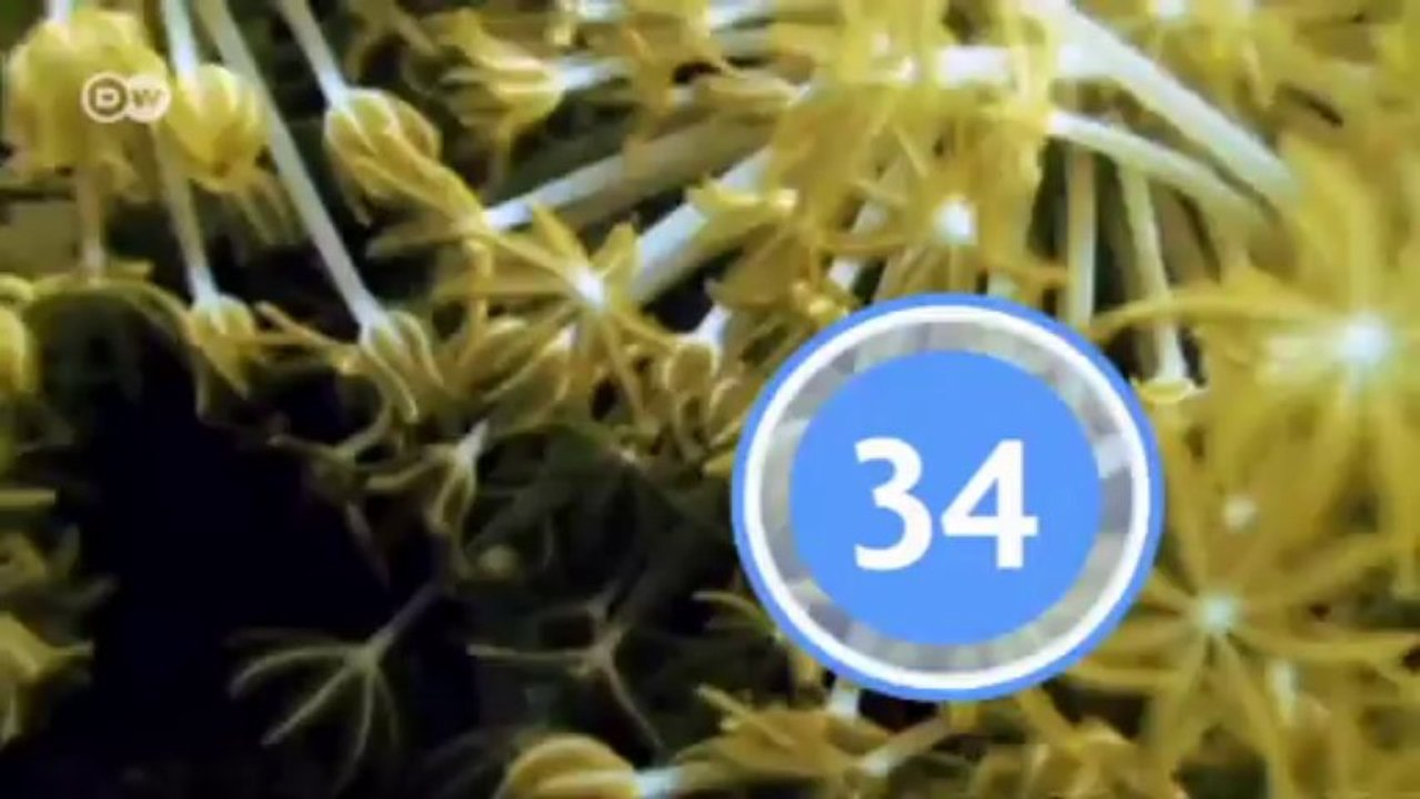 Cifra global: la biodiversidad | Global 3000