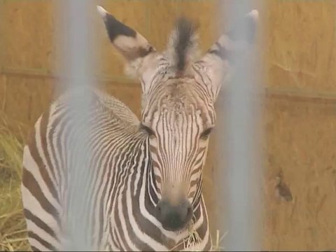 Naissances exceptionnelles au Zoo de Lyon