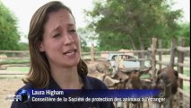 Botswana: des badges aux ânes pour éviter les accidents