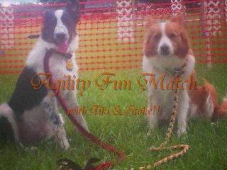 TDHD Agility Fun Match 07/20/2013