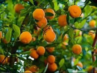 102 Surah At Takasur With Kanzul Iman Urdu Translation