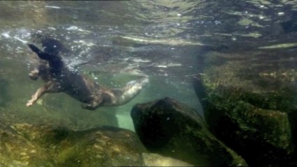 La loutre, la sirène des eaux claires aux mille pouvoirs - Le plus beau pays du monde