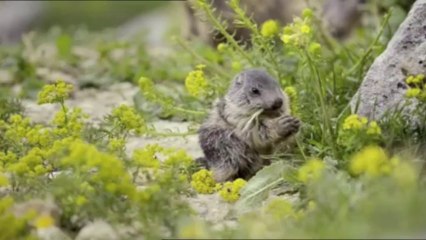 Parce que les marmottes, c'est mignon - Le plus beau pays du monde