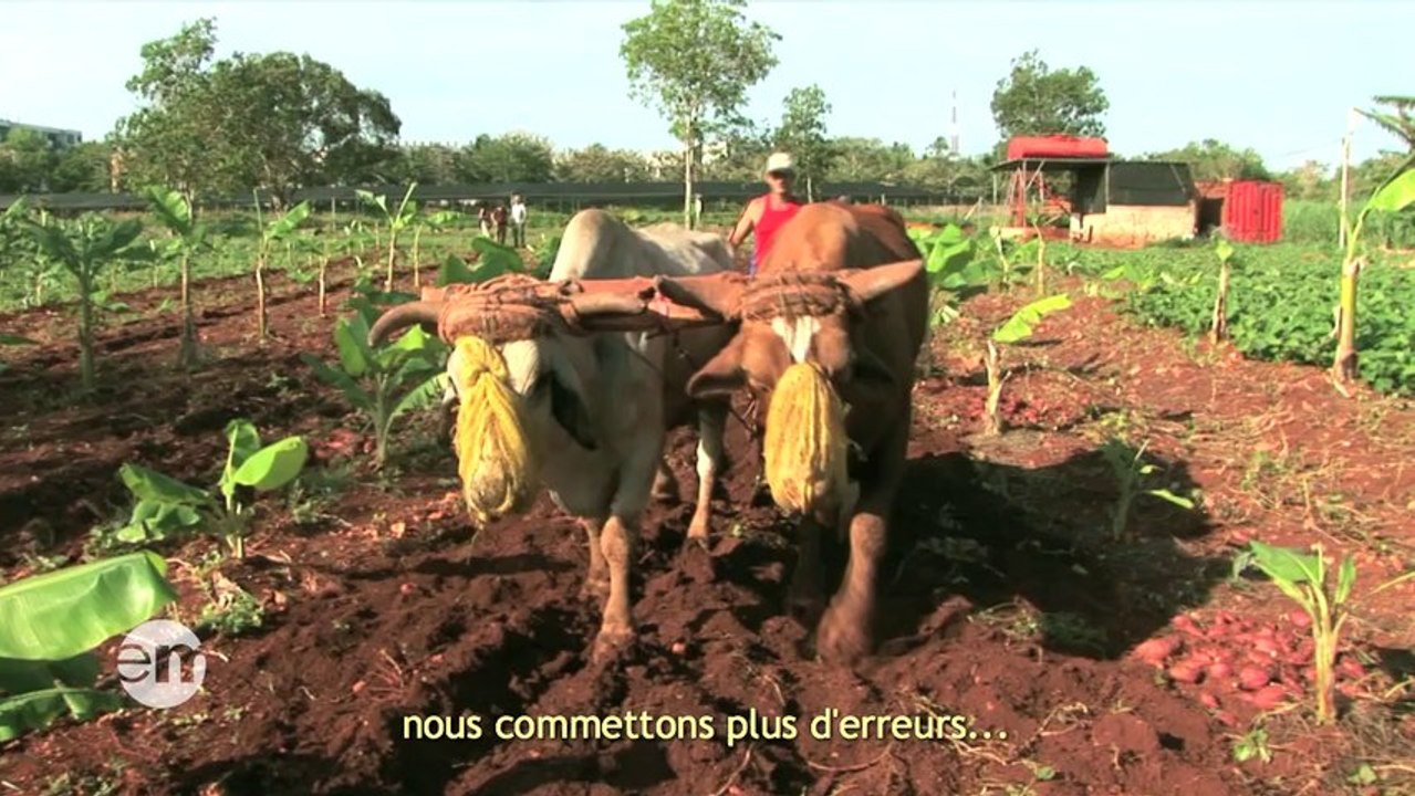 Culture en transition