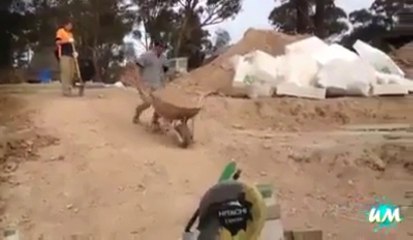 Η μεγάλη των Γκαφατζήδων σχολη...