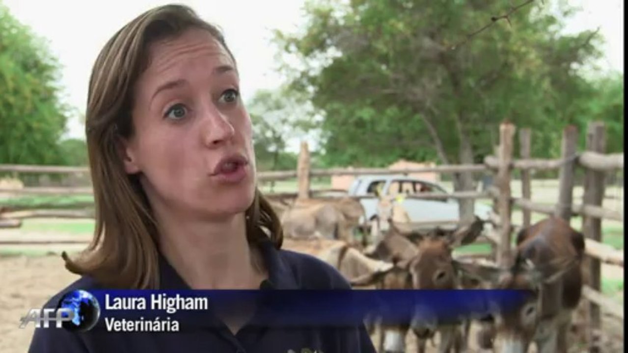 Burros iluminados