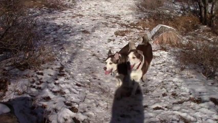 Kyzak & Rydik playing at Bear Creek Dog Park, Colorado Springs.