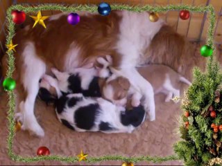 First Lady avec ses chiots