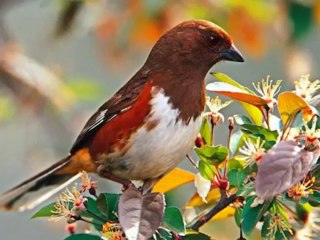 Красивые и редкие птицы