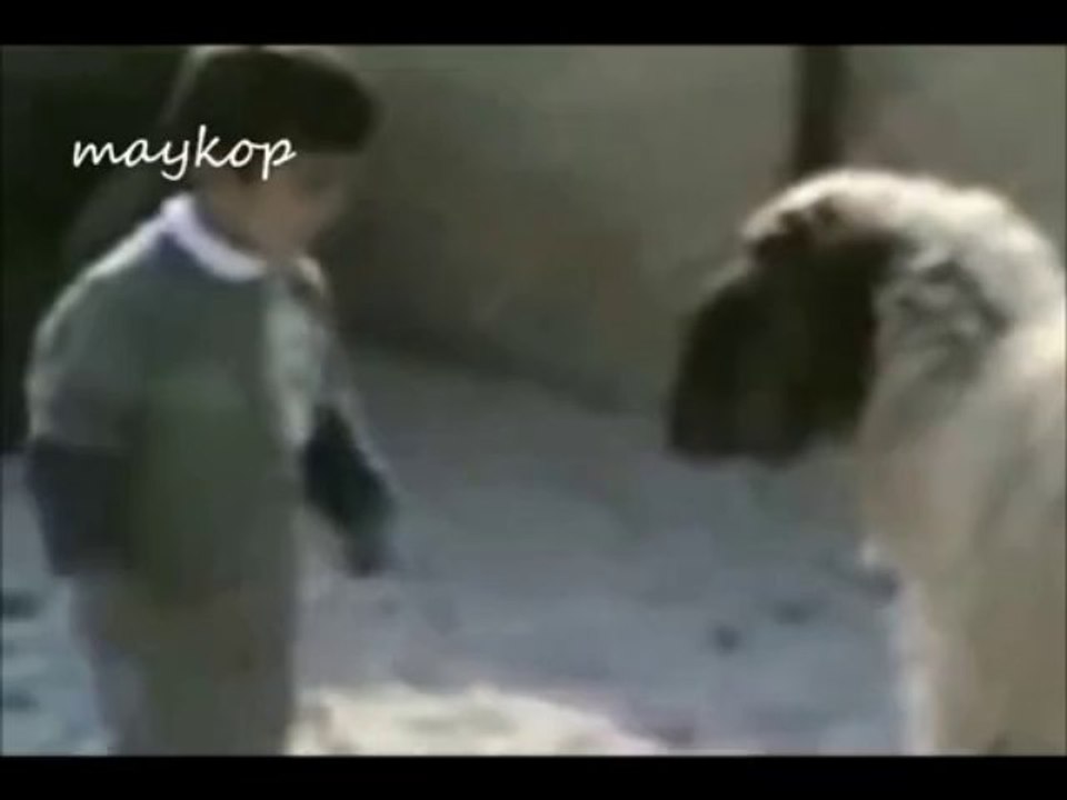 çocuğa kafa atan koyun