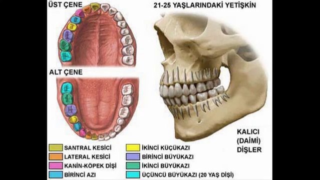 Çocuklar için diş eğitim videosu Diş Sağlığı Diş Masalı