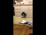 Playful Kitten Likes to Bounce