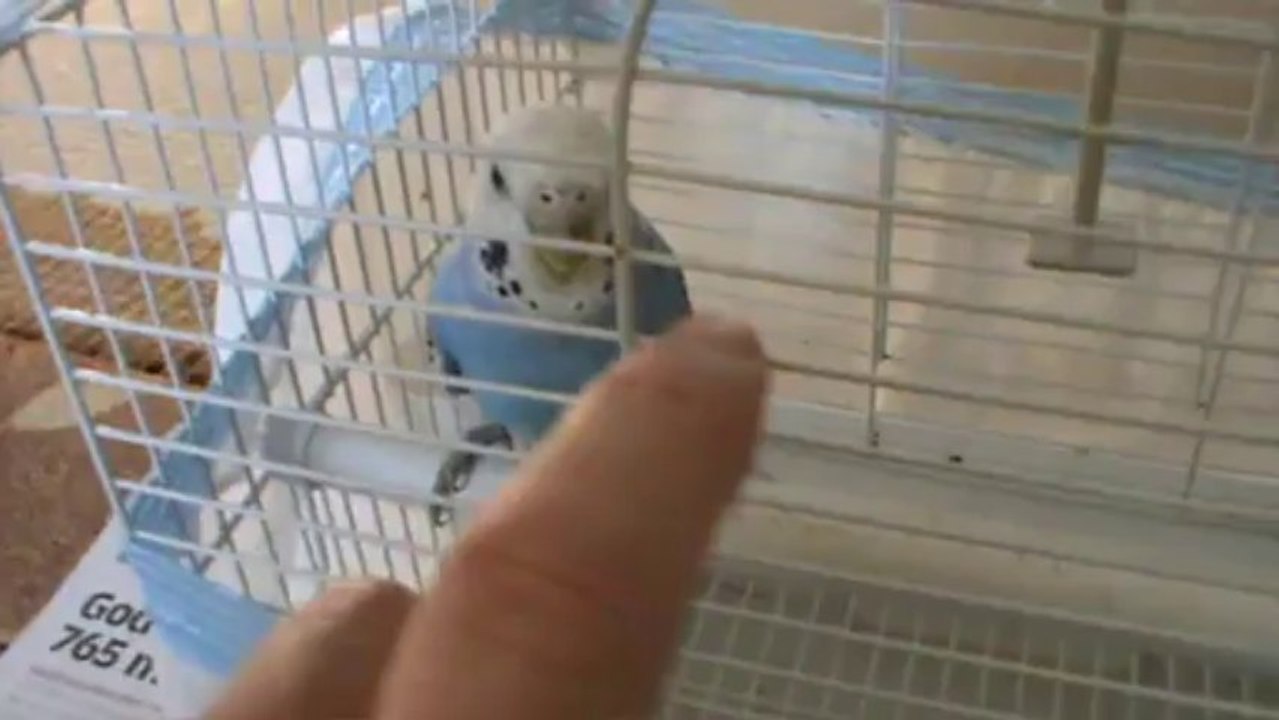 Muhabbet Kuşu_ısırıyor