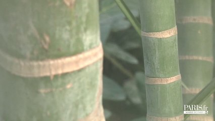 Tải video: Exclusif : la serre tropicale du parc zoologique de Paris