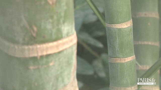 Exclusif : la serre tropicale du parc zoologique de Paris