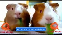 hayvanlar alemi komik Videoları 5 Dk Full