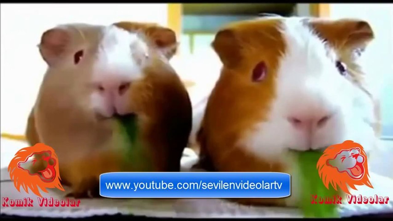 hayvanlar alemi komik Videoları 5 Dk Full