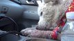 A homeless dog living in a trash pile gets rescued, and then does something amazing! Please share. - YouTube [720p]