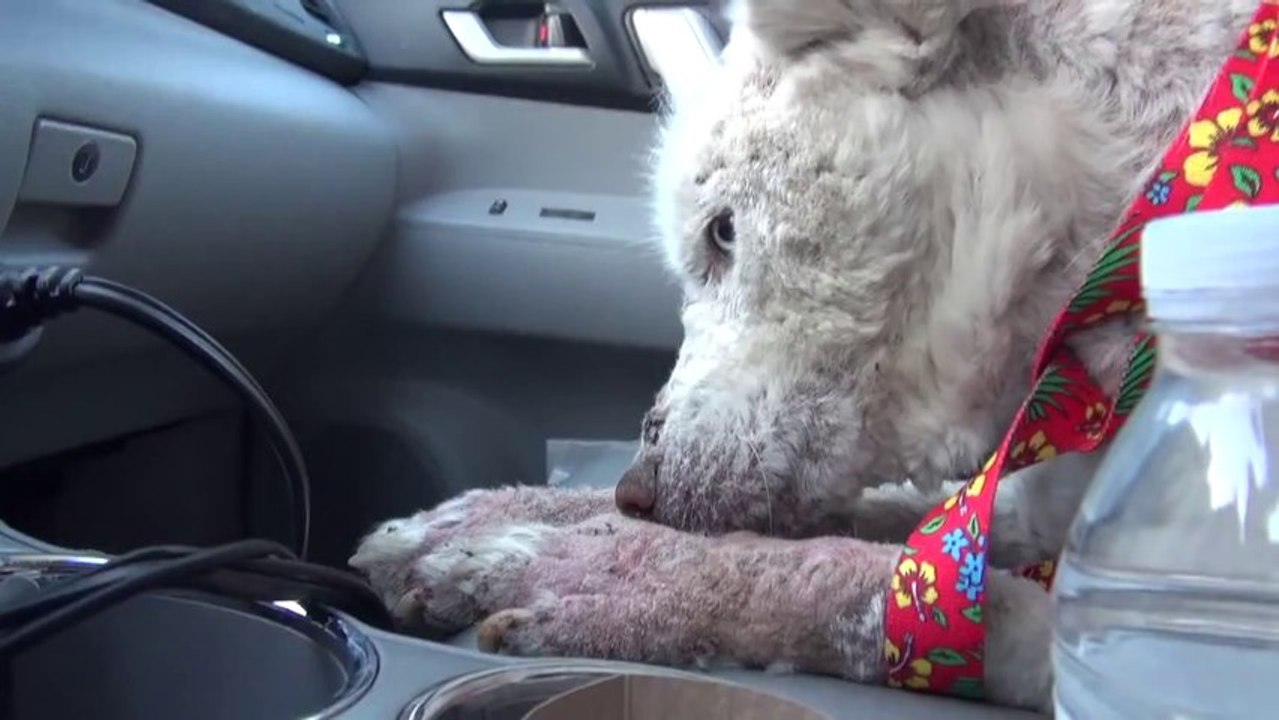 A homeless dog living in a trash pile gets rescued, and then does something amazing! Please share. - YouTube [720p]