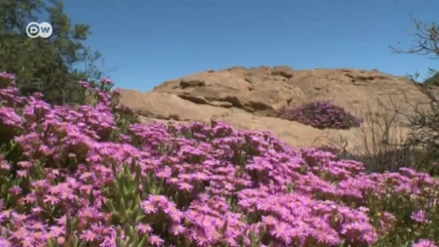 Frenar el desierto | Ideas globales