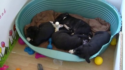 64ème vidéo : Le gros dodo à Staffordland