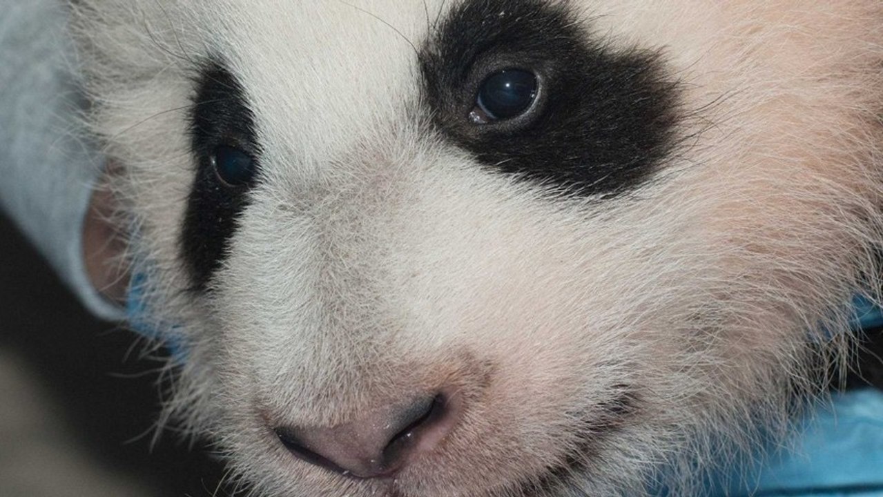 Introducing Bao Bao