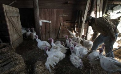 At Flanagan Farm, &apos;turkey killing day&apos; is family affair