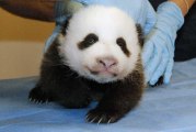 National Zoo's panda cub takes first steps