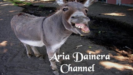 Γεώργιος Σουρής ★ Ελλάς, η Χώρα των Γαϊδάρων