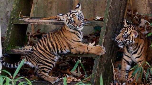 Tiger cubs make public debut at National Zoo