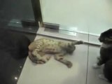 sevimli kediler oynuyor. ( cute cats playing) part 1