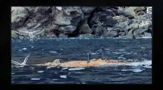 Tueurs nés Les grands requins blancs 2011