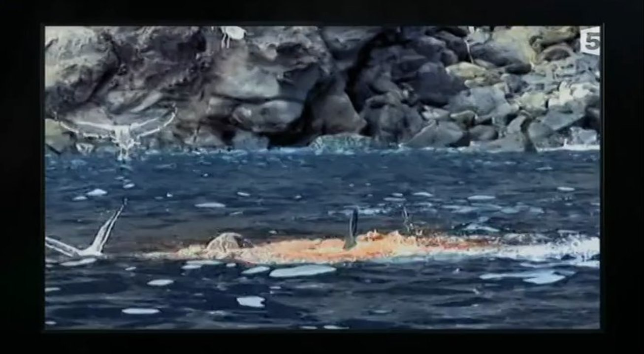 Tueurs nés Les grands requins blancs 2011