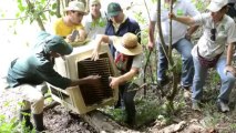 Red howler monkeys re-inserted into Colombia's wild