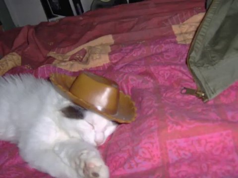 Les Animaux Qui Font Rire