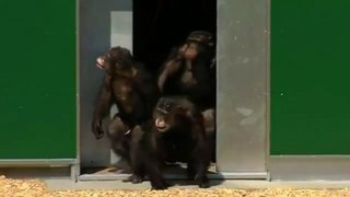 Emouvante vidéo de singes retrouvant le soleil après 30 ans en cage