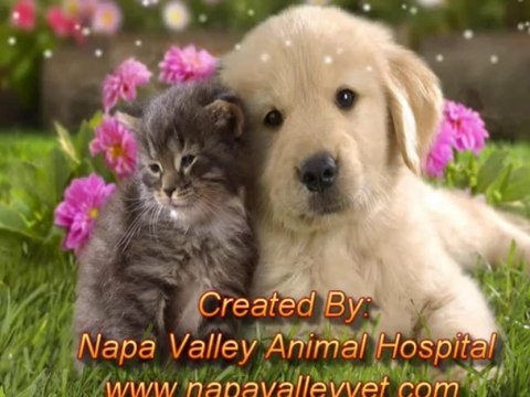 Animal Clinic Vaughan | Veterinarians Vaughan