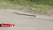 Çılgınca dans eden yılan