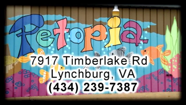 Siberian Husky Puppies For Sale Lynchburg Virginia-Petopia