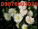 Turkey Florist Online Çiçek siparişi Çiçekçi Çiçekçilik cicekci cicek