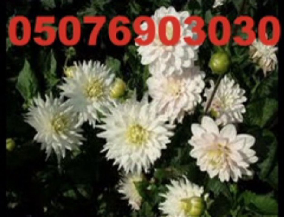 Turkey Florist Online Çiçek siparişi Çiçekçi Çiçekçilik cicekci cicek