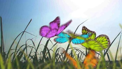 Butterfly Creator - After Effects Template