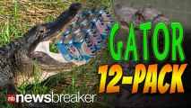 GATOR 12-PACK: Florida Man Attempts to Trade 4-Foot Alligator for Beer