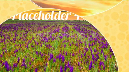 Jazzy - After Effects Template