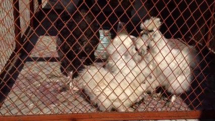 Silkie hens