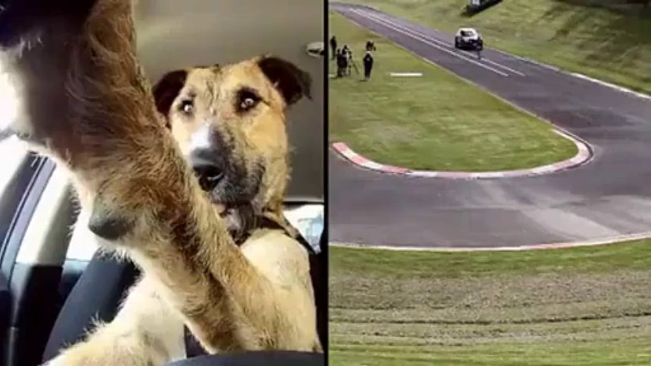 amazing A dog can driver cars_800x448_2.00M_h.264